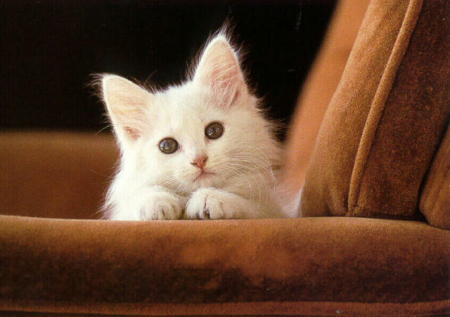 Gatti (94)